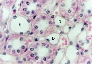 Notar as células claras e escuras nos tubos coletores. HE. Objetiva de 40x (550x). Figura 10.6 - Túbulos contorcidos proximal e distal.