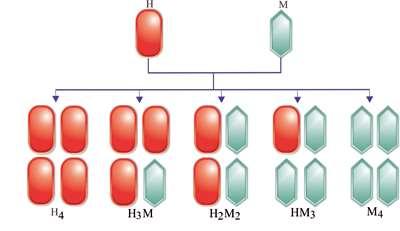 múltiplas que realizam mesma reação bioquímica.