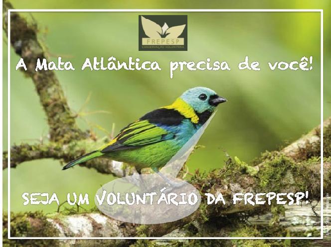 JULHO/2015 CAMPANHA VOLUNTARIADO NO FACEBOOK Que tal dedicar duas horas da semana para a conservação da Mata Atlântica? Junte-se ao time de voluntários da FREPESP e faça a diferença!