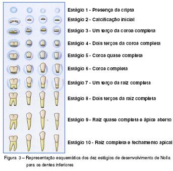 49 Obtido o valor de c, aplica-se o cálculo abaixo para se encontrar a diferença da idade dentária. (c).(id)=(a).