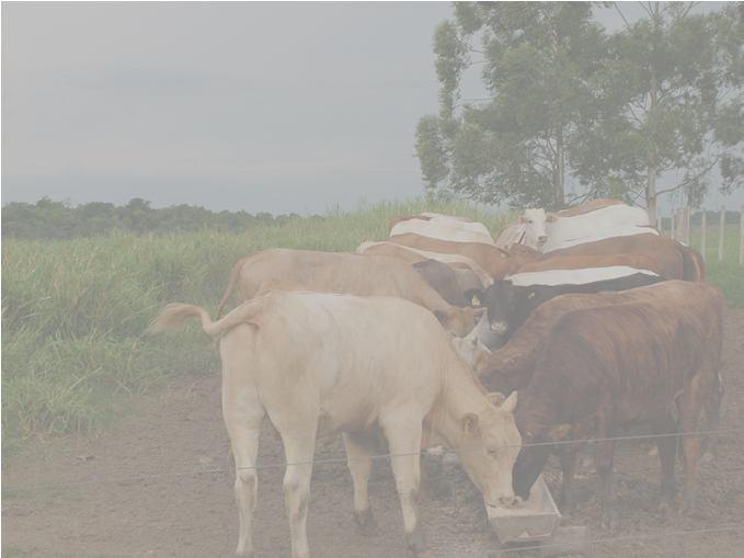 Produção de forragem X Exigência nutricional SUPLEMENTAÇÃO PARA BOVINOS DE CORTE Luis Fernando G.