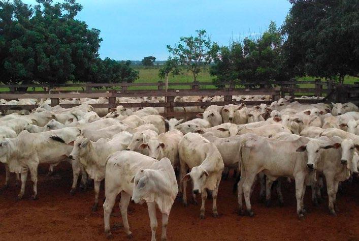 ao primeiro parto das novilhas de corte. Recentemente, várias pesquisas na raça Nelore têm abordado aspectos da precocidade.