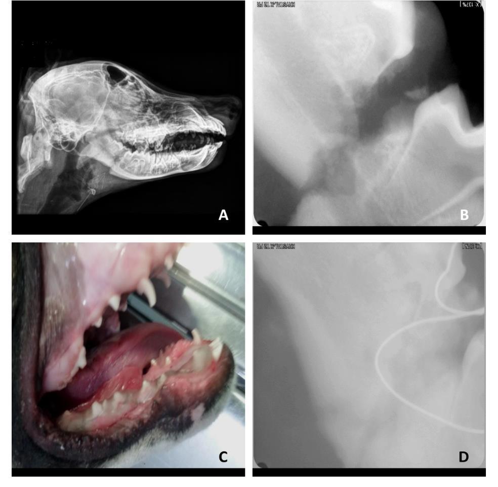 aplicada no corpo da mandíbula (Mandibulopexia). Figura 1: (A) Radiografia do crânio na qual se observa linha de fratura do corpo direito da mandíbula, caudal ao primeiro molar.