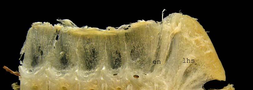 Figura 38. Esqueleto caudal de L.