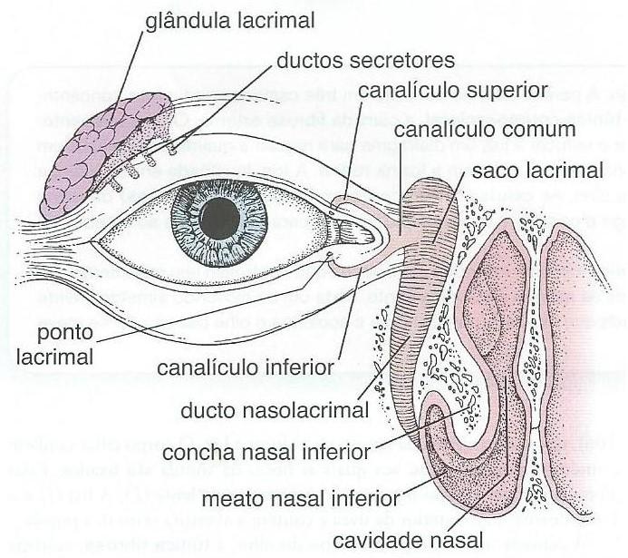 finas e achatadas. As células do epitélio subcapsular perdem seus núcleos e suas organelas à medida que se tornam preenchidas com proteínas denominadas cristalinas.