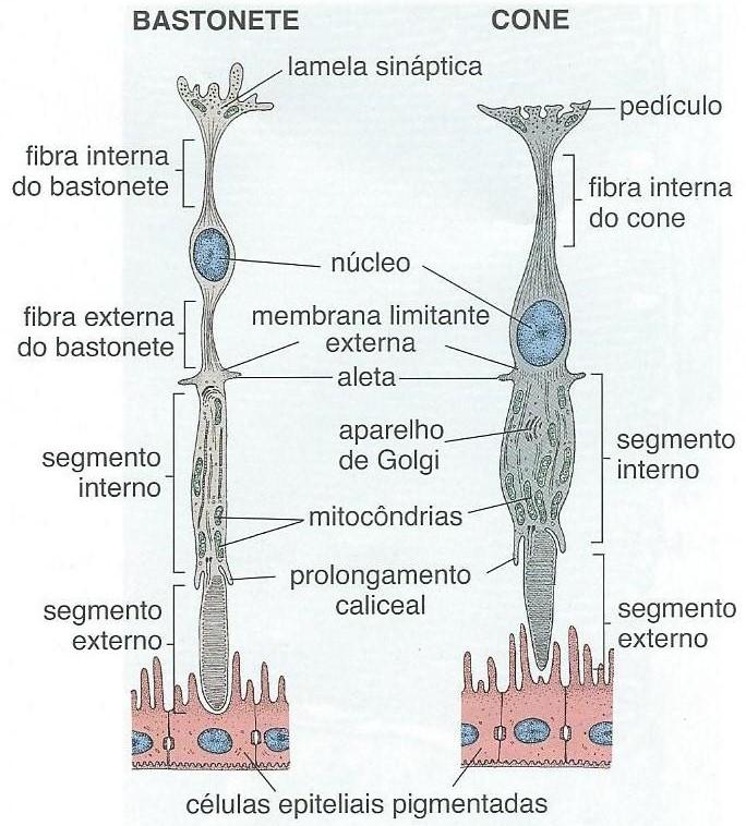 2) Camada dos cones e bastonetes A luz que alcança os cones e os bastonetes deve passar primeiramente através de todas as camadas internas da retina neural.