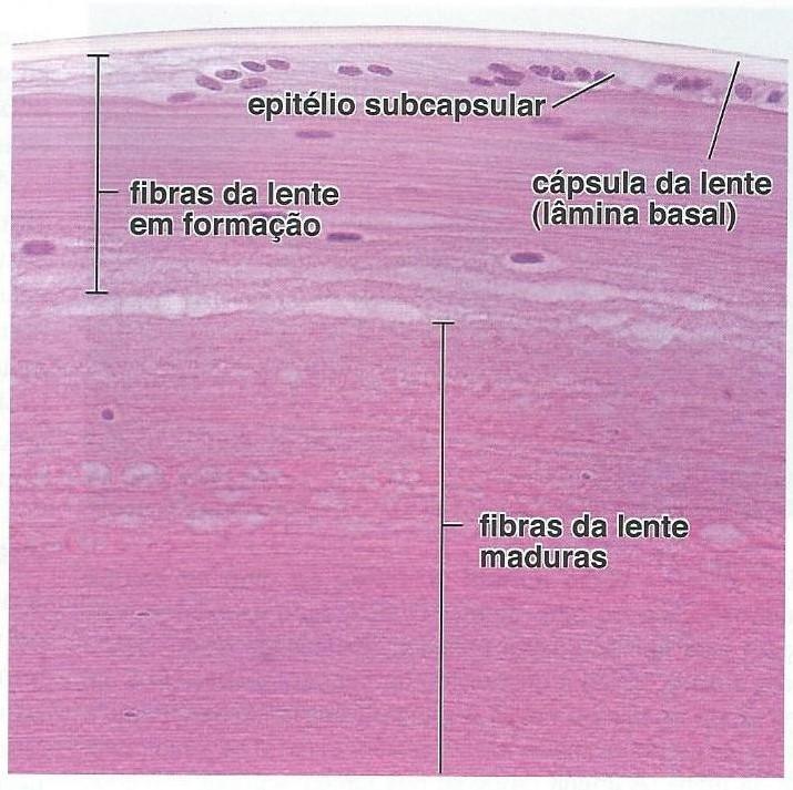 diversas células ganglionares.