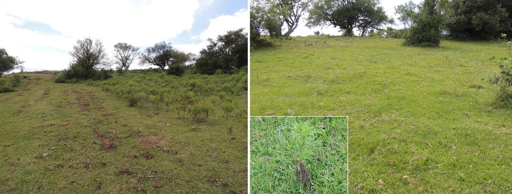 2013) ao lado da área com Senecio brasiliensis. (B). Na área roçada há Senecio em brotação (02.2014). infestação por S.