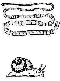 Dois animais, A e B, têm sistema circulatório aberto. O sistema respiratório de A é traqueal, e o de B, branquial. Com base nessa descrição, escolha a alternativa correta.
