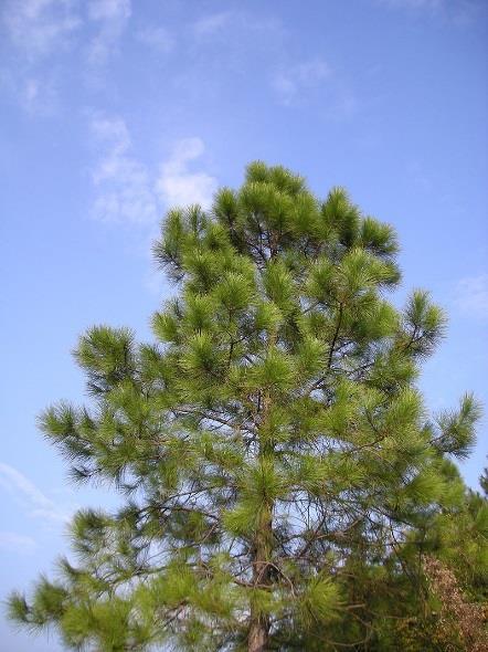 elliottii Pinus caribaea Pinus massoniana