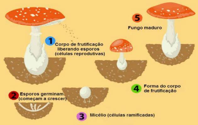 A REPRODUÇÃO DOS FUNGOS OS FUNGOS GERAM CÉLULAS MICROSCÓPICAS, OS ESPOROS; OS ESPOROS SÃO PRODUZIDOS NO CORPO DE FRUTIFICAÇÃO; AO CAIR