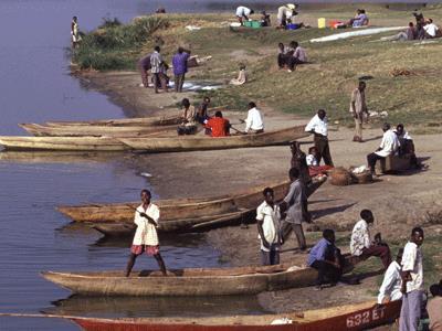 A introdução da perca do Nilo no lago Vitória, África Redução de haplocromíneos (detritívoros)