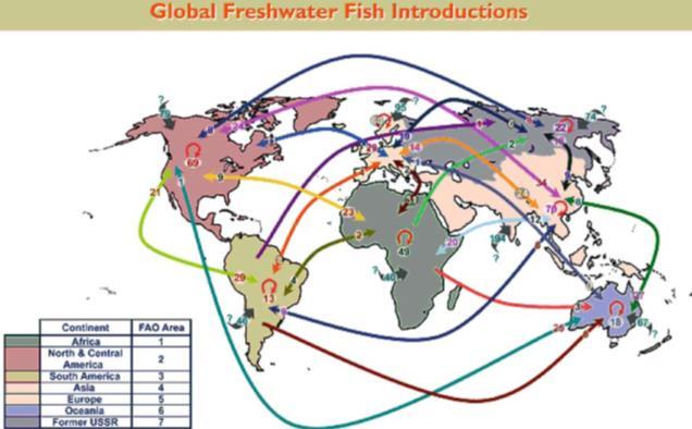 Histórico de introduções de peixes Introduções no mundo: 3072 568 espécies e 104 famílias 2904 em água