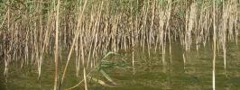 A vegetação escolhida foram caniços (Phragmites