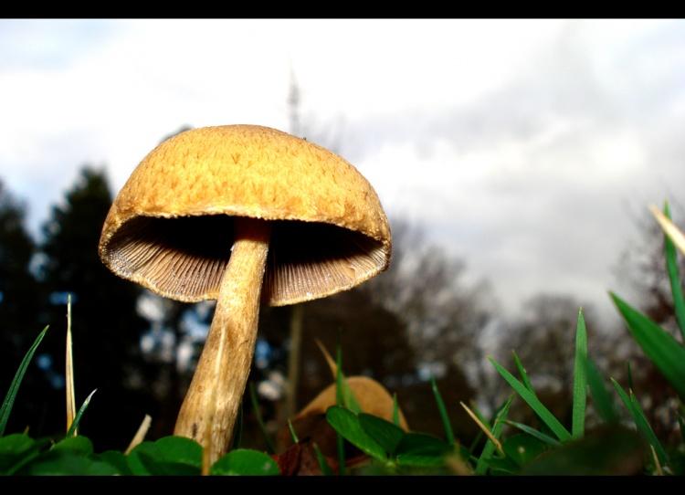 Basidiomycota ou Basidiomicetos Apresentam