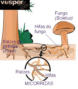 Micorrizas: Fungos + Plantas.