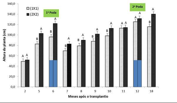 Figura - Altura de plantas de Atriplex nummularia Lindl em função do tempo após o transplantio nos espaçamentos 1 x 1 e 2 x 2 m.