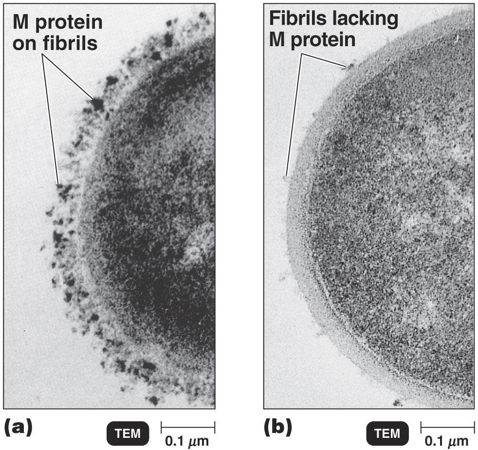 3. Componentes da parede celular Proteína M (foto): Evita a fagocitose e a morte por ação dos neutrófilos.