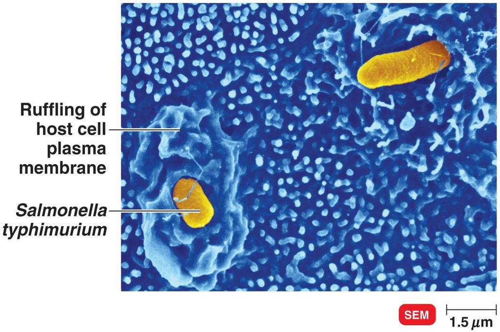 4. Penetração no citoesqueleto Invasina Salmonella: provoca rearranjo dos filamentos de actina do citoesqueleto
