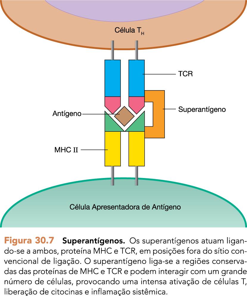 Exotoxinas 3. Superantígenos Exotoxinas que não agem diretamente no alvo celular. Subvertem o sistema imune. Ex.: toxinas estafilocócicas que causam intoxicação alimentar e síndrome do choque séptico.