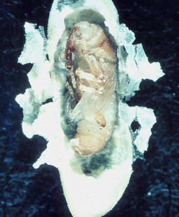 Os besouros e as traças são as principais pragas que atacam os grãos armazenados e, dentre elas, destacam-se Sitophilus zeamais e S. oryzae, como as pragas que causam os maiores danos aos grãos.