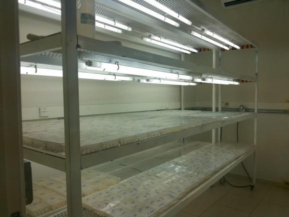 fumonisinas e aflatoxinas foram realizadas no Laboratório de Micotoxinas da Embrapa Milho e Sorgo.