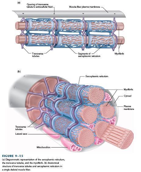Estruturas intracelulares Retículo sarcoplasmático