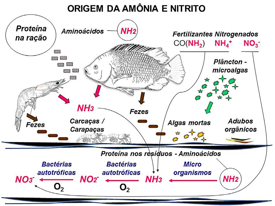 Figura 1 Principais fontes de amônia, e consequentemente de nitrito e nitrato, nos tanques de cultivo de peixes e camarões A água Espécies na aquicultura marinhas na Parte Galícia 3 As diferentes