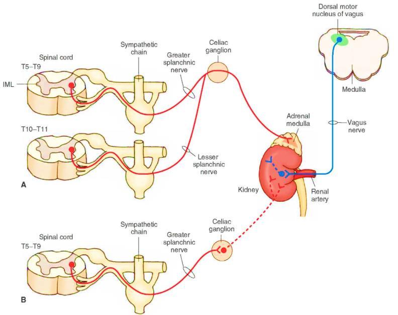 Figura 1 Regulação simpática renal (SCHLAICH et al., 2004).