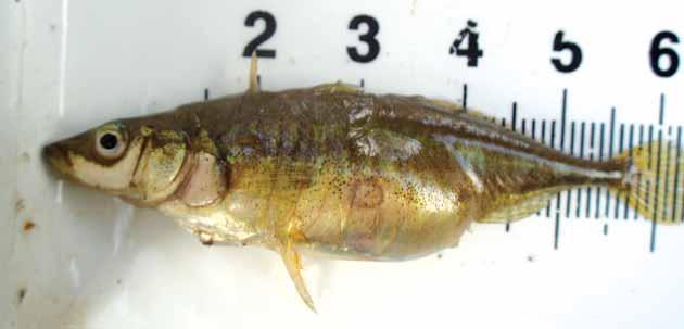 Esgana-gata (Gasterosteus gymnurus); espécie muito tolerante à salinidade, pode ocorrer nos rios desde os estuários até