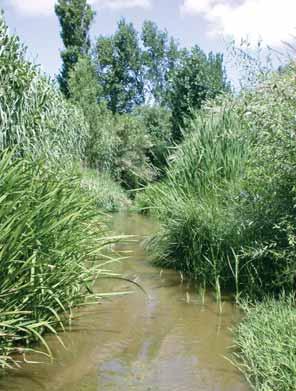 Não se trata de um verdadeiro tipo fluvial (sensu DQA), mas antes de um grupo de locais que apresentam comunidades piscícolas alteradas, destacando-se o domínio de espécies tolerantes e/ou exóticas,