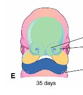 Desenvolvimento da face Saliência frontonasal > testa + dorso + ápice do nariz Saliências nasais laterais > lados (asas) do nariz Saliências nasais mediais > septo nasal + segmento intermaxilar (=