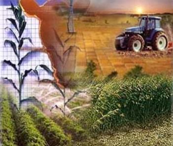 SERVIÇOS MULTIDISCIPLINARES DESENVOLVIMENTO RURAL, AGRO-PECUÁRIO E PESCAS Ordenamento Agro-Pecuário; Tecnologia de Produção Agrícola e Pecuária; Planeamento
