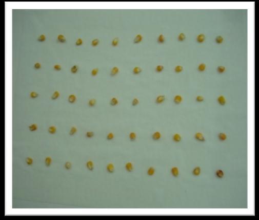 8 Teste de frio O teste foi conduzido com quatro repetições de 50 sementes para cada tratamento, as sementes