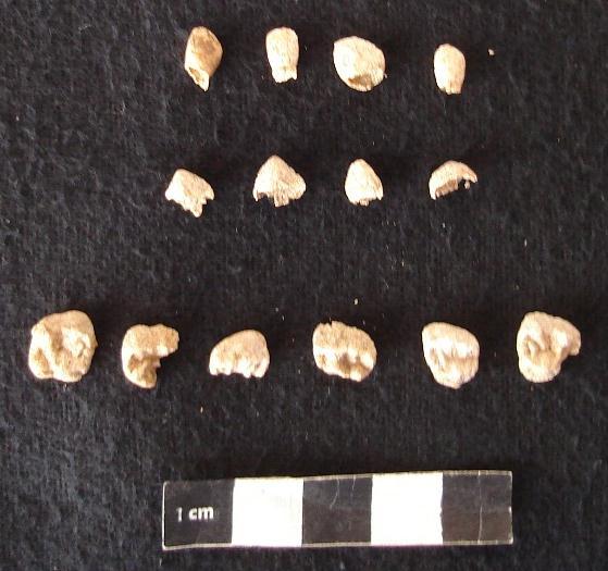 Figura 18- À esquerda: dentição do não-adulto mais velho com 9meses ± 3meses; À direita: dentição do não-adulto mais novo com 0meses ± 2 meses, ambos da Sepultura 6 (foto do autor).