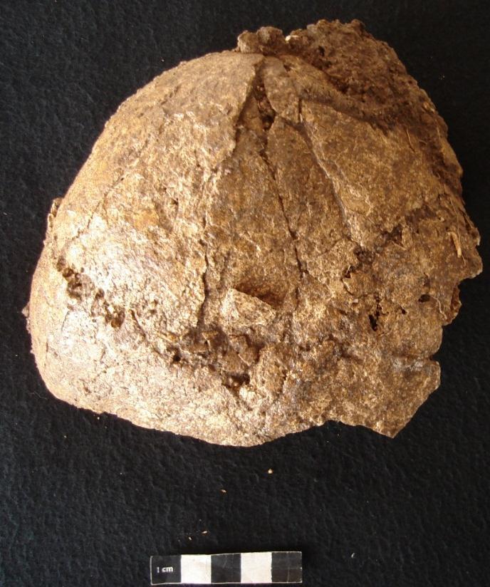 Figura 24- Vista superior de fragmentos de crânio do indivíduo da sepultura 8 com marcas de raízes, restos de terra e fracturas postmortem derivadas do peso dos sedimentos.