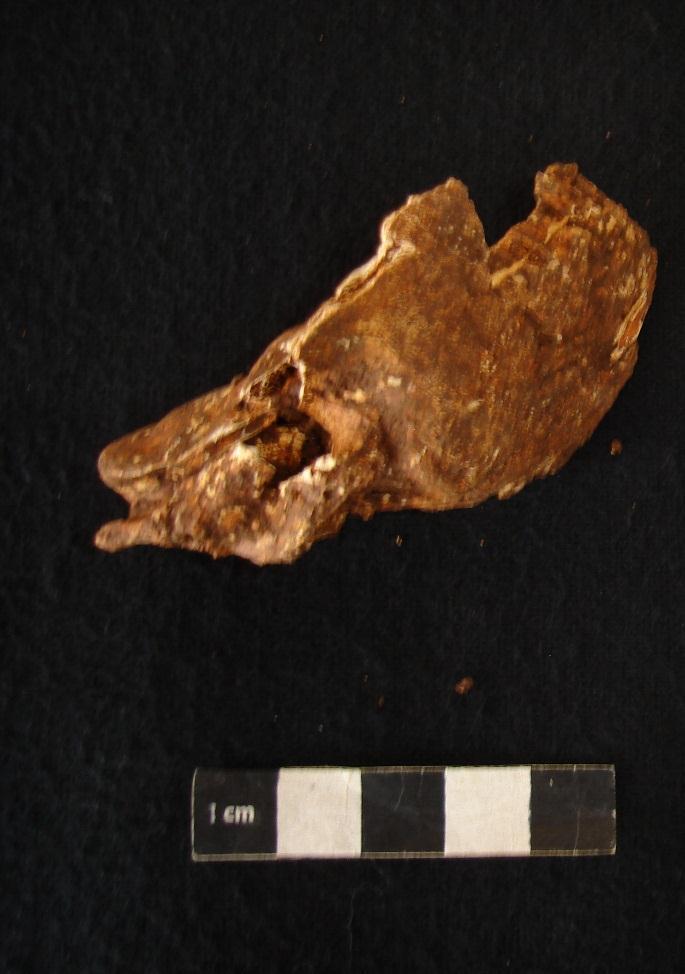 de idade à morte diferente da dentição dos outros crânios. Segundo Granja (2010) os ossos do último enterramento foram ligeiramente deslocados da sua posição original.