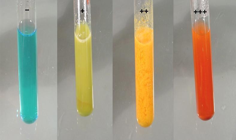 Diferentes concentrações de açúcar redutor podem dar colorações