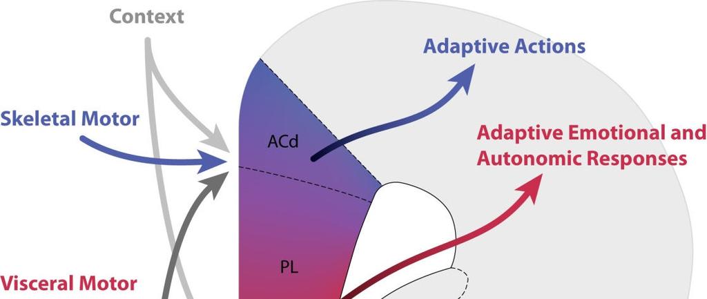 36 As conexões do CPFm dorsal são semelhantes aos do CPFm ventral, exceto que o CPFm dorsal tem uma conectividade menos densa com centros emocionais e autonômicos e conectividade mais intensa com