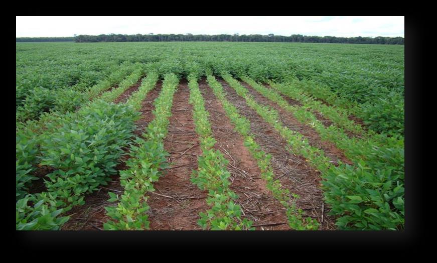 Prevenção Táticas de Manejo de Nematóides BRS 7380