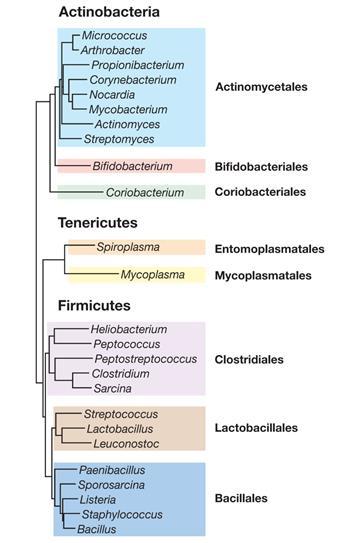 Firmicutes, Actinobacteria e Tenericutes 3 Filos compreendem quase metade das sps de bactérias.