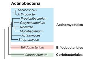 Actinobacteria Filo Actinobacteria: Gram-positivas; Alto conteúdo GC; Alguns gêneros exibem