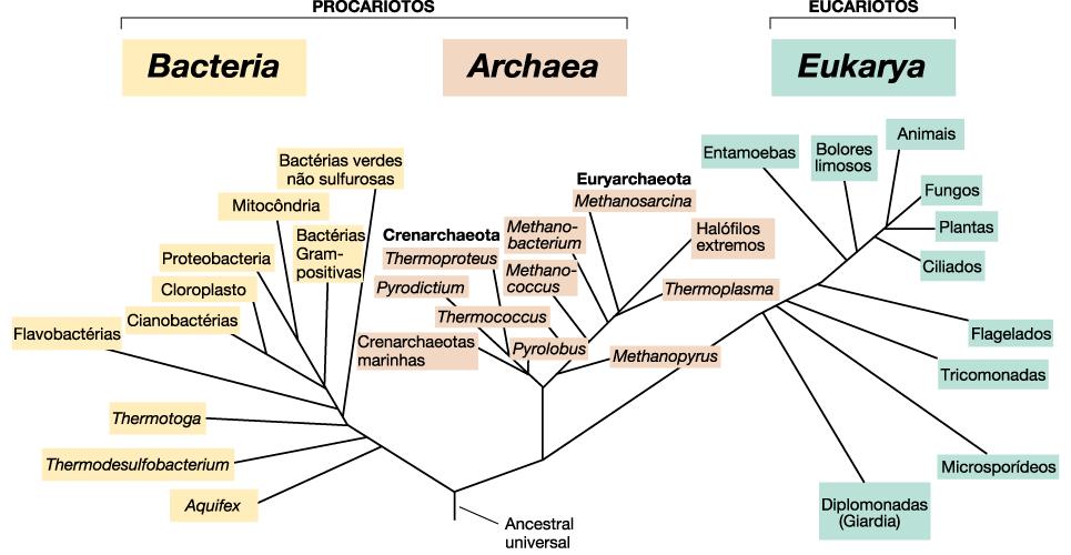 Árvore filogenética universal determinada