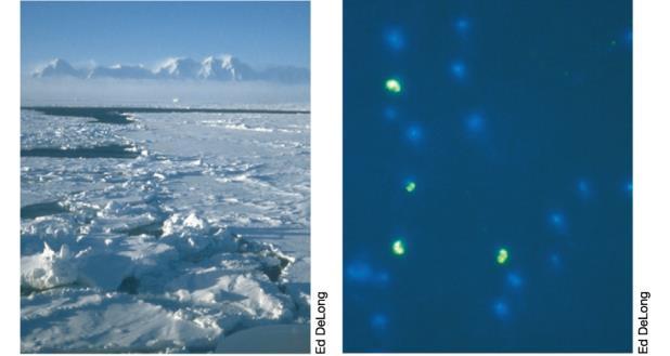 Archaea - Grande diversidade fenotípica Termal Marinho Sedimentos e fendas quentes