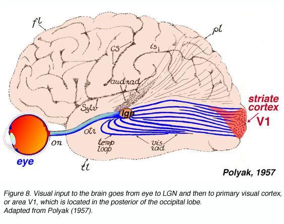 transmitida para o cortex visual