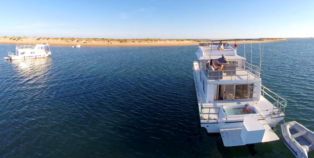 Planta / Plant E se alguém lhe disser que pode fugir para longe, dormir na Ria Formosa e adormecer com as estrelas.