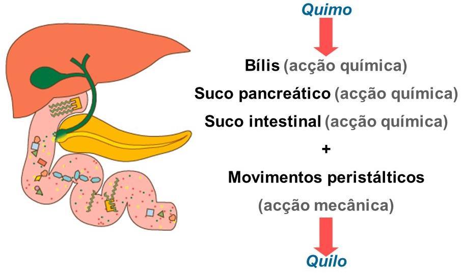 Como se dá a transformação do quimo? Nota: o suco intestinal (ou entérico) é produzido pelas glândulas intestinais. O quilo é um líquido branco leitoso.