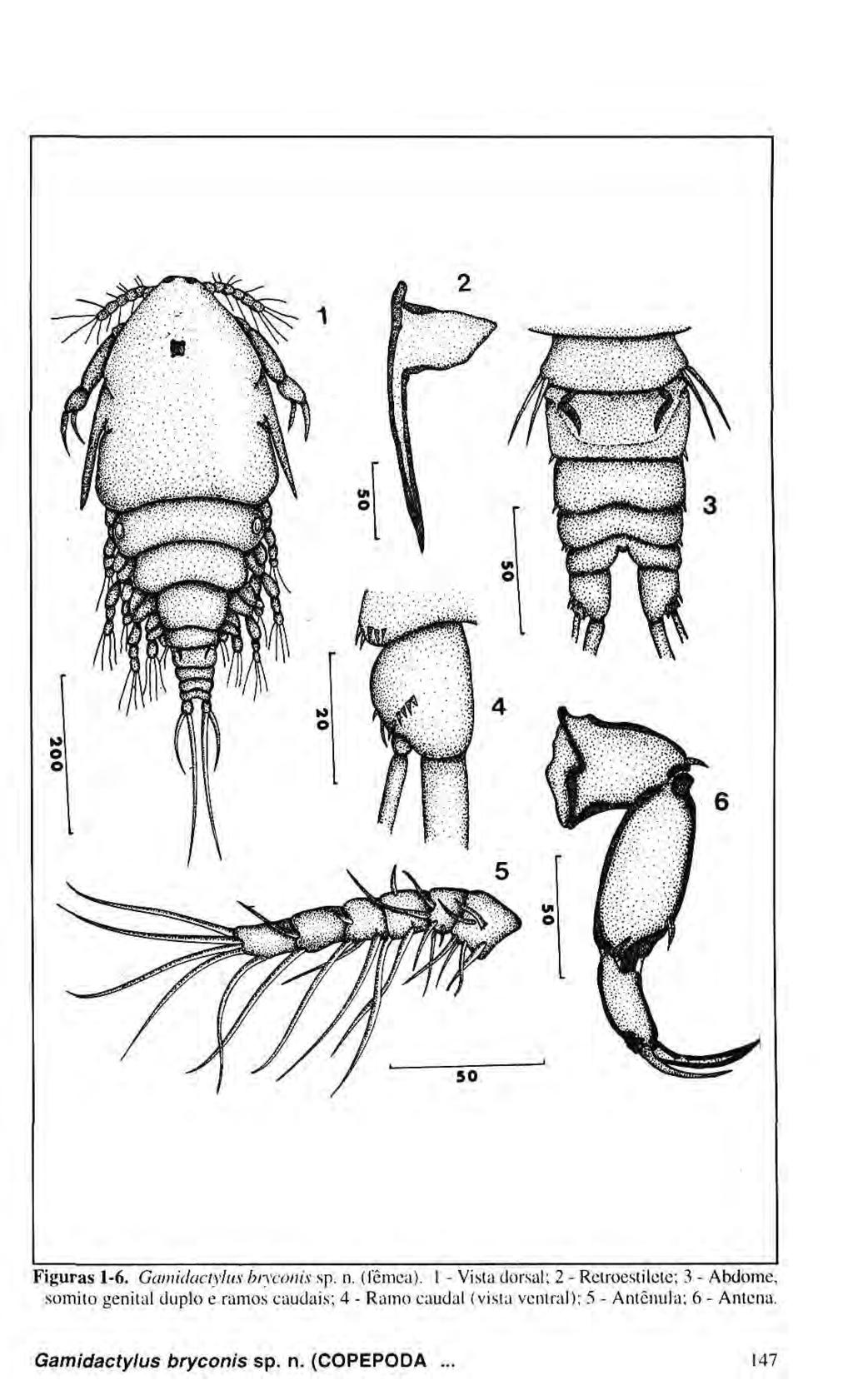 Figuras 1-6. Gamidactylus bryconis sp. n. (fêmea).