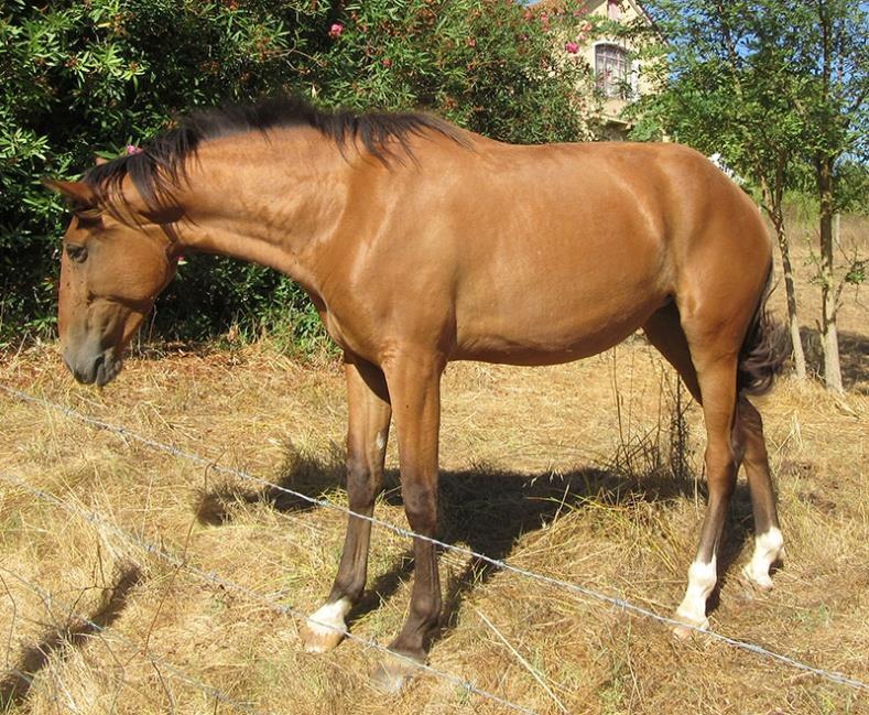 Égua com um temperamento calmo, boa condição corporal que apresentava ciclos éstricos normais e sem qualquer anomalia no seu trato reprodutivo. Figura 10 Índia, égua recetora. 4.