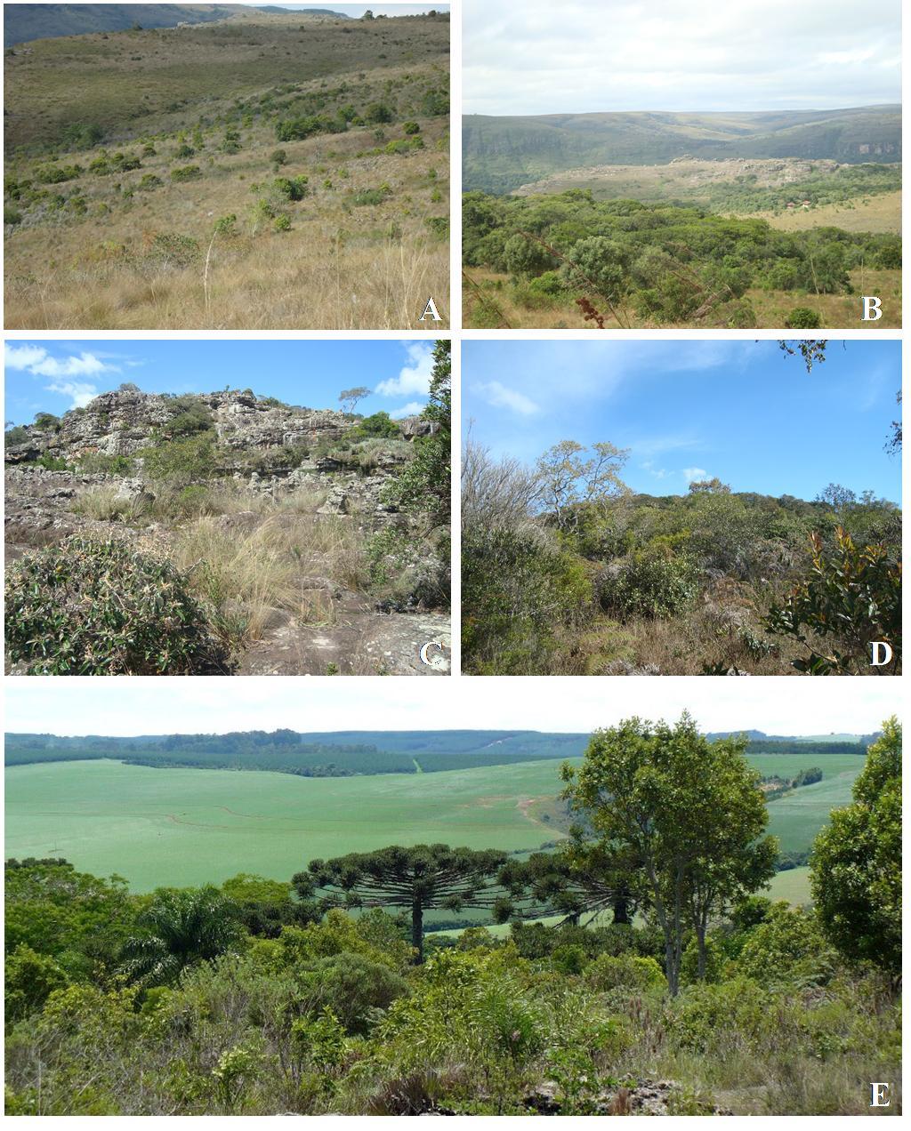 11 FIGURA 2 - Tipos vegetacionais que são encontrados no Parque Estadual do Guartelá (PEG), Tibagi, Paraná, de acordo com a classificação de Carmo et al (2006) proposta para o PEG. (A.